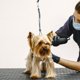 thumbnail image 4 of Lazo de sujeción GROOMER ESSENTIALS impermeable gris, 4 of 8