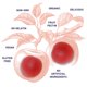 thumbnail image 3 of Vinagre de manzana Gummy Vitamins Garden of Life 60 unidades, 3 of 3