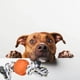thumbnail image 2 of Set 3 Juguetes Cuerda Con Pelota Perro Gatos Mascotas Lau, 2 of 3