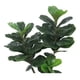thumbnail image 4 of Lyrata Ficus Planta arbol Artificial Flor Decoracion Arbol 180 Mt, 4 of 4
