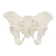 thumbnail image 1 of Modelo de pelvis femenina EINCORN 15x13x7 cm para educación anatómica, 1 of 8