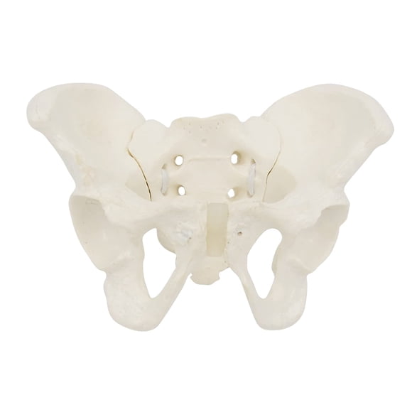 Modelo de pelvis femenina EINCORN 15x13x7 cm para educación anatómica