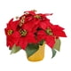 thumbnail image 4 of Planta De Poinsettia Roja Artificial De Navidad De Poinsettia Roja En Maceta Para Mesa, 4 of 5