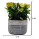 thumbnail image 3 of Planta Artificial Macetero Cerámica Vintage Plants Cubo amarillo, 3 of 3