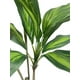 thumbnail image 2 of Árbol Dracena 120cm, 2 of 3