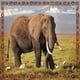 thumbnail image 4 of Puzzle Elefante (100 Piezas) - Toyng, 4 of 4