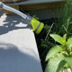 thumbnail image 5 of Varita de Riego The Relaxed Gardener 38 cm con 8 Patrones de Rociado, 5 of 9