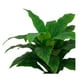 thumbnail image 2 of Planta Artificial Decorativa de Interior 100 cm de Alto, 2 of 4