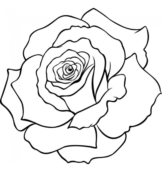 Rienda Libre Graphics - Decomural Rose Petals Floral Flowers Ws-35740