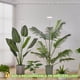 thumbnail image 2 of Grow Light Yadoker Plant Plant LED de espectro completo para plantas de interior, 2 of 6