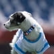 thumbnail image 4 of Collar para perro con Llavero Universidad Catolica, 4 of 10