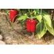thumbnail image 3 of Tubo de riego por goteo Rain Bird ET256-50S, rollo de 15 m con espacio de 6 cm, 3 of 3
