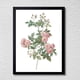 thumbnail image 1 of CUADRO DECORATIVO 35X45 BOTÁNICA RAMILLETE DE ROSAS POMPON (ROSA DE MEAUX), 1 of 2
