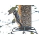 thumbnail image 2 of Bird Seed JCs Wildlife Bichos, frutos secos y bayas, 680 g, paquete de 6, 2 of 6