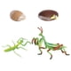 thumbnail image 4 of Naturaleza Plástico Ciclo De Vida De Mantis Crecimiento De Insectos Juguetes De Aprendizaje Juego De Roles, 4 of 5