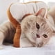 thumbnail image 1 of Collar Isabelino Suave Ajustable Pan De Molde S, 1 of 3