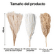 thumbnail image 2 of Ramo pampas secas naturales 90 uds 44 cm, 2 of 3
