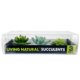 thumbnail image 2 of Planta Suculenta Komodo de PVC Pequeña, 3 in, Pack de 3 para Acuario, 2 of 3