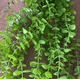 thumbnail image 1 of Planta Colgante Artificial Helen, 1 of 3