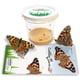 thumbnail image 4 of Kit de mariposas Nature Gift Store con 5 orugas vivas, 4 of 7