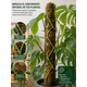 thumbnail image 3 of Tutor de musgo para plantas 50cm, 3 of 3