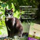 thumbnail image 3 of Suplemento de lisina para gatos de Pet Naturals, 60 unidades masticables, 3 of 3