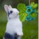 thumbnail image 5 of Bola de Golosinas nsgglecher Bunny Slow Feeder Estilo 2 - Azul, 5 of 7