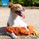 thumbnail image 5 of Juguete masticable interactivo Squeaky Dog Best Pet Supplies, pollo arrugado, 5 of 5