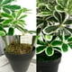 thumbnail image 4 of Planta Artificial Cheflera Verde, 4 of 6