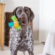 thumbnail image 5 of Outward Hound Juguete interactivo para perros 12 cm Multi‑Squeak, 5 of 6