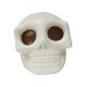 thumbnail image 5 of Novedad Juguete De Calavera Juguete Relajante Niños Niñas Bolas Relajantes De Calavera Elásticas, 5 of 5