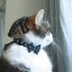 thumbnail image 3 of Collar Para Gato Coastal Diseño Embellished Rojo, 3 of 3
