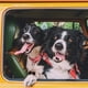 thumbnail image 4 of Ganchos para placas de identificación para perro Comtim de acero inoxidable, resistentes, 2 piezas, 4 of 6
