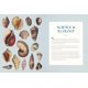 thumbnail image 3 of Wellfleet Press – La maravilla de las conchas marinas, 3 of 6