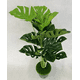 thumbnail image 3 of Planta artificial árbol tortuga verde, 3 of 3