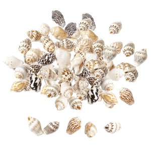 Ioensy - 100X Conchas Marinas Naturales Para Fiestas Temáticas, Rellenos De Jarrones, Manualidades Diy