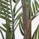 thumbnail image 3 of Palmera 150 Cm, 3 of 3