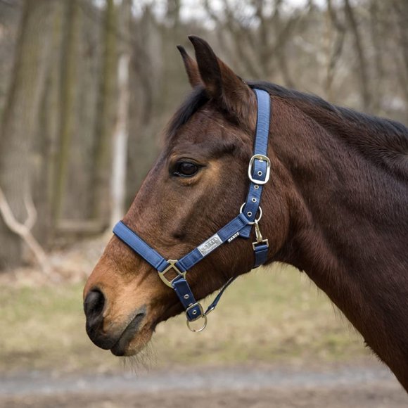Cabezada Lettia EquiFine Pizarra para Caballo