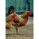 thumbnail image 3 of Valla de plástico para aves de corral, 36 cm de alto x 7,6 m de largo, color negro, 3 of 3