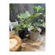 thumbnail image 3 of Set de 2 Maceteros Biodegradables Clásico Gris, 3 of 3