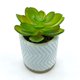 thumbnail image 2 of Planta Artificial Echeveria En Macetero De Cemento, 2 of 3