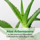 thumbnail image 3 of Crema hidratante Kim Jeong Moon Aloe Cure Intensive 2 x 50 ml, 3 of 8