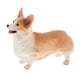 thumbnail image 5 of Animales De Simulación Modelo Figura Ni?os Juguete Educativo Decoración Welsh Corgi A, 5 of 5