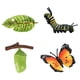 thumbnail image 5 of Ni?os Educativos Ciclo De Insectos Crecimiento De Mariposas Juguetes Preescolares Juego De Roles B, 5 of 5