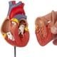 thumbnail image 4 of Modelo anatómico de corazón Axis Scientific Deluxe a tamaño natural, 4 of 9