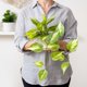 thumbnail image 4 of Planta artificial de pothos colgante Kurrajong Farmhouse con maceta de 13 x 9 cm, 4 of 6