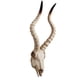 thumbnail image 4 of Resina Long Horned RAM Decor Skull Wall Mount Skull Decor Para Home Office C 56.5x21.5x13cm, 4 of 5