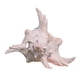 thumbnail image 5 of Adorno De Concha De Caracol Para Acuario, Accesorios De Decoración Para Acuarios, Para Manualidades De Bricolaje, De 9 A 11 Cm, 5 of 5