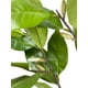 thumbnail image 3 of Rama Magnolia Verde 104cm Artificial, 3 of 3