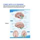 thumbnail image 3 of Modelo anatómico de cráneo y cerebro humanos a tamaño natural con vértebra cervical, 3 of 7